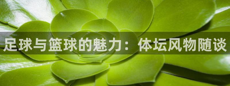 球客岛：足球与篮球的魅力：体坛风物随谈