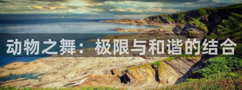 球客岛：动物之舞：极限与和谐的结合